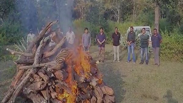 MP: Tiger found dead in Bandhavgarh Reserve, Umaria - Vimarsana News