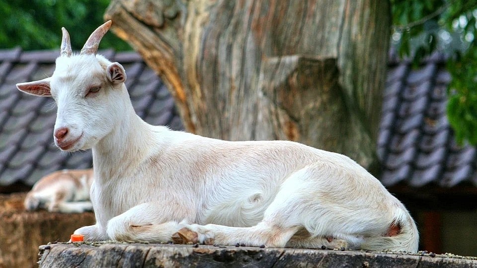 Madhya Pradesh: Finding Sultan; goat worth Rs 40,000, kept for Eid, stolen - Vimarsana News