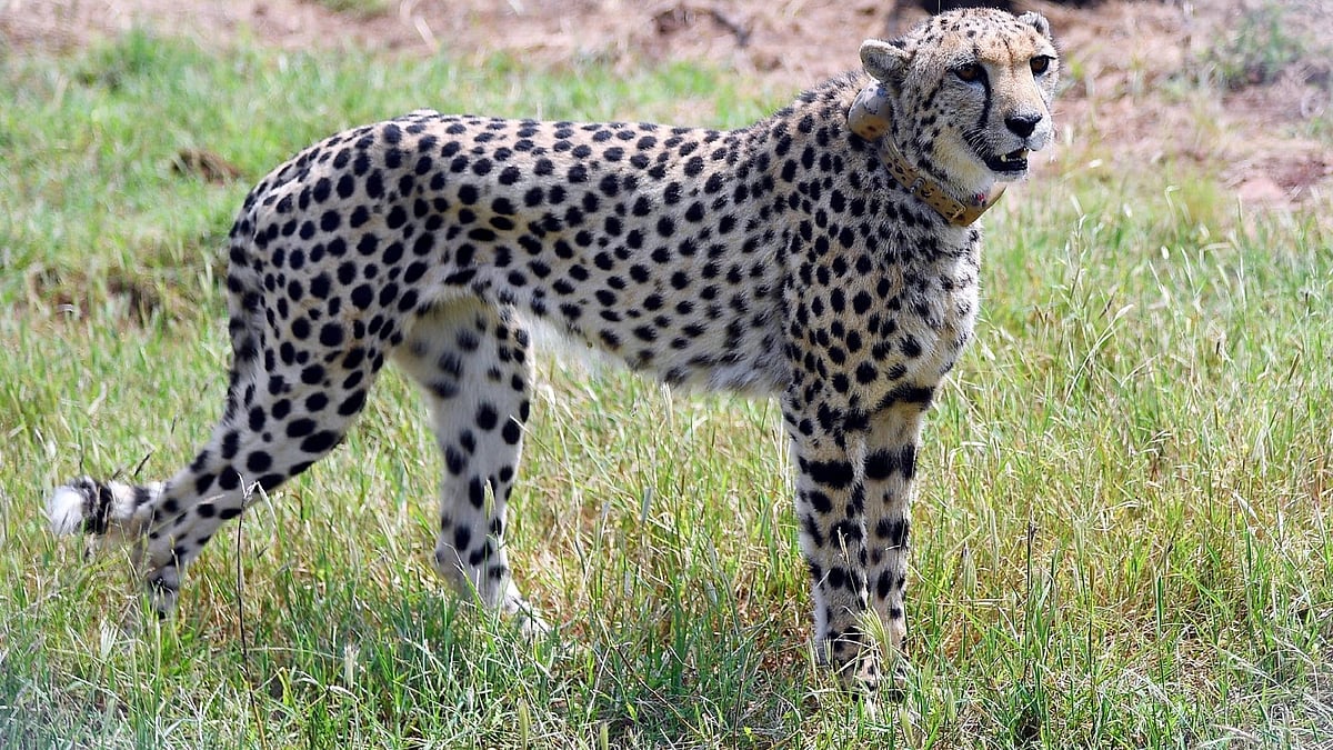 MP forest officials make plans to move cheetahs to bigger enclosure from quarantine zones - Vimarsana News