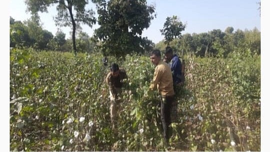 Petlawad: Rs 92L ganja seized, one arrested - Vimarsana News
