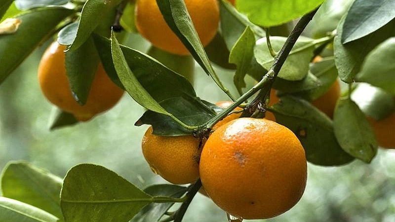 Maharastra: IIM-Nagpur trains over 300 orange producers on innovative agri practices - Vimarsana News