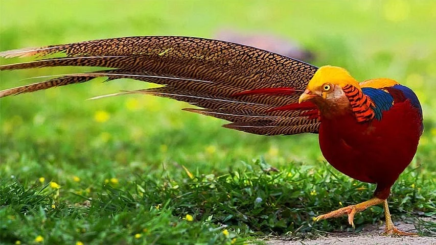 Madhya Pradesh: Zoo administration makes special arrangements to protect birds, animals from cold in...