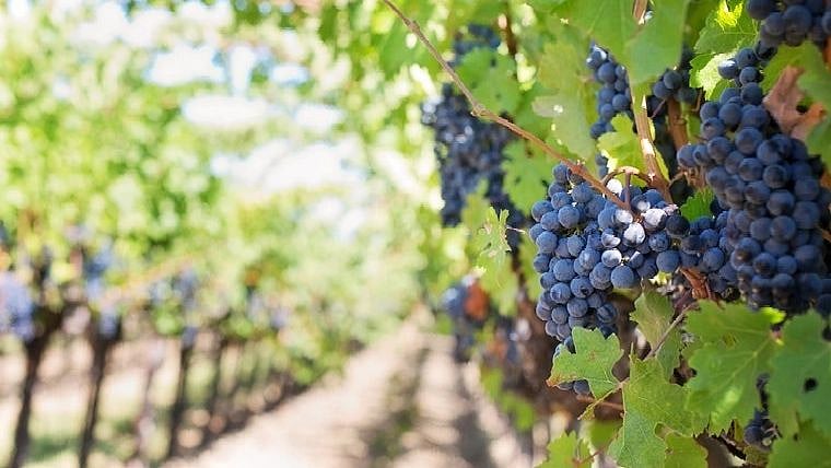 Could Wild Grape Genes Outdo Plant Pathogen? - Vimarsana News