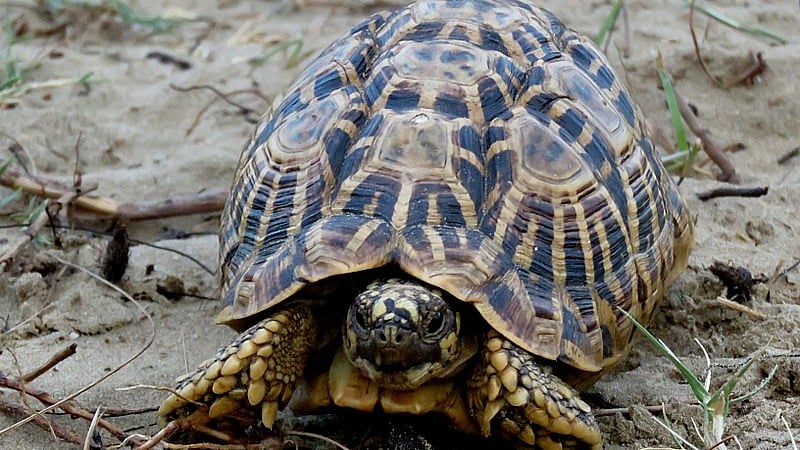 Indore: 14 Indian-origin tortoises rescued, two arrested - Vimarsana News