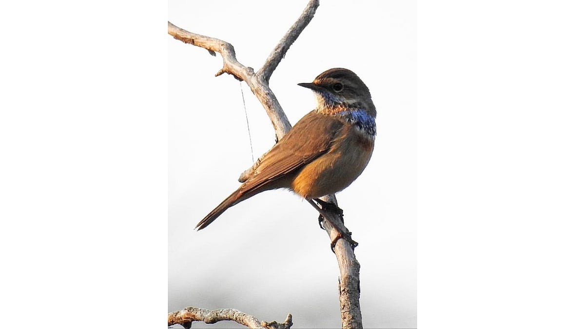 Bhopal: Russia Ukraine war cast spell on arrival of migratory birds - Vimarsana News