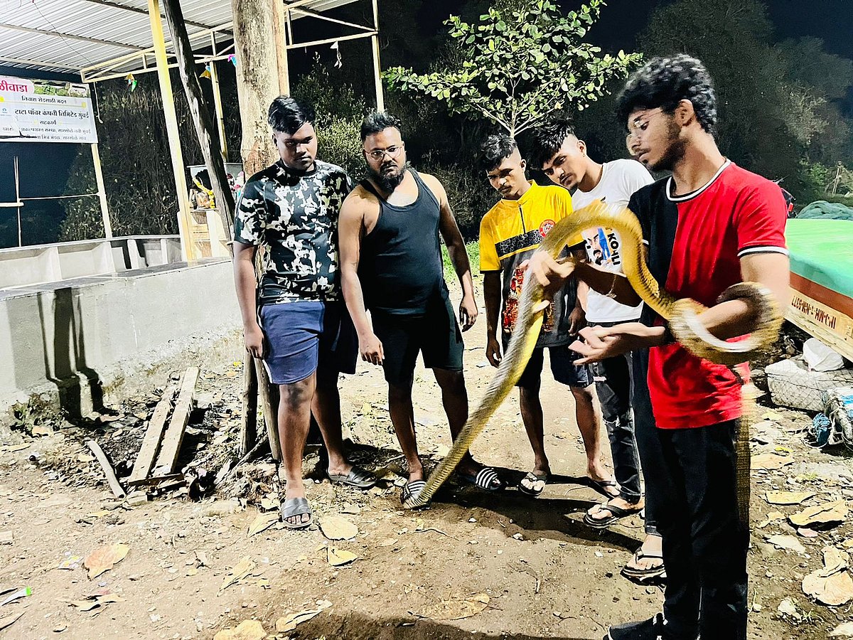 Navi Mumbai: Snake lover rescues 10-foot Indian Rat snake trapped in a fishing net at Nerul jetty - Vimarsana News