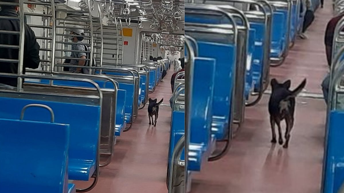 Stray dog enters Mumbai AC local train, picture goes viral - Vimarsana News