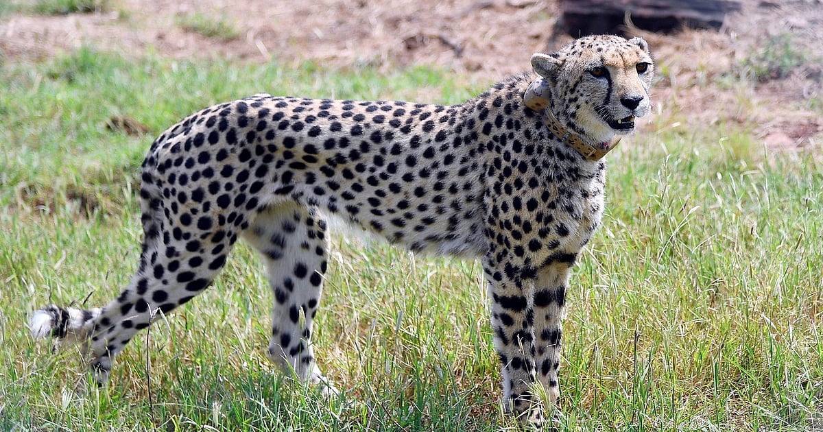 Madhya Pradesh: 12 more cheetahs from South Africa to arrive at Kuno