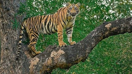 Maharashtra: Two tigers found dead in Tadoba Andhari Reserve within last 24 hours - Vimarsana News