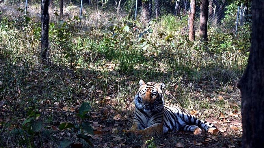 Bhopal: Van Vihar struggling to get people to adopt wild animals - Vimarsana News