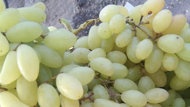 Navi Mumbai: Good arrival brings down grape price in retail, available at ₹30 per kg - Vimarsana News