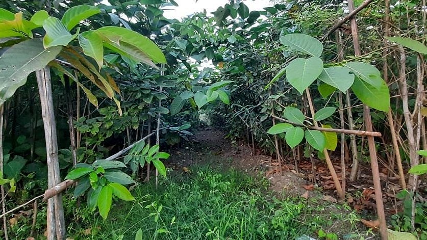 Mumbai: BMC makes Miyawaki plantations mandatory for projects over 10,000 sqm - Vimarsana News