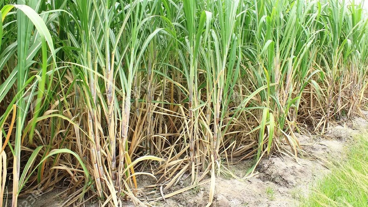 Maharashtra government to help sugar industry for the procurement of harvesters: CM Shinde - Vimarsana News
