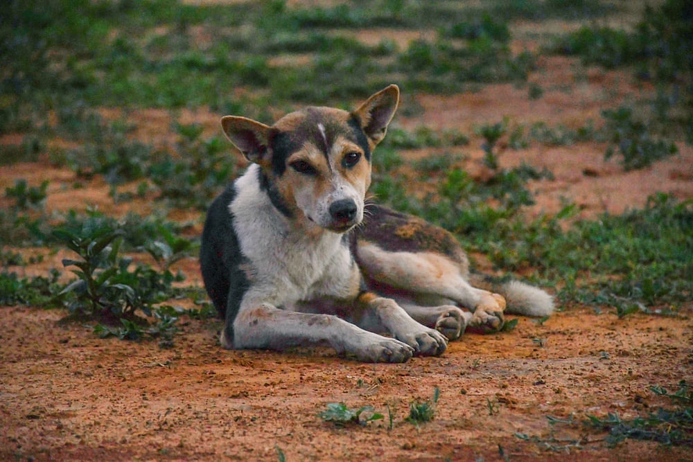 Udupi Shocker: FIR lodged against college wardens for brutally beating dog to death - Vimarsana News