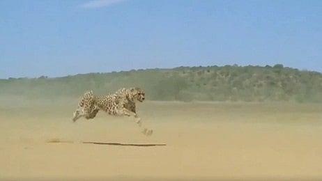 Viral Video: Cheetah covers up to 22 feet per stride reaching speeds of