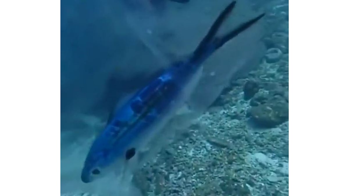 Watch: Diver rescues a fish trapped in a plastic bag in ocean - Vimarsana News