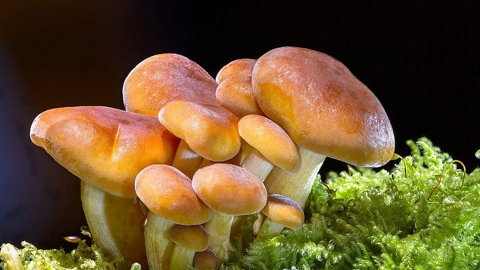 UK university launches Masters course in Psychedelics; to teach usage of LSD, 'magic mushrooms' - Vimarsana News