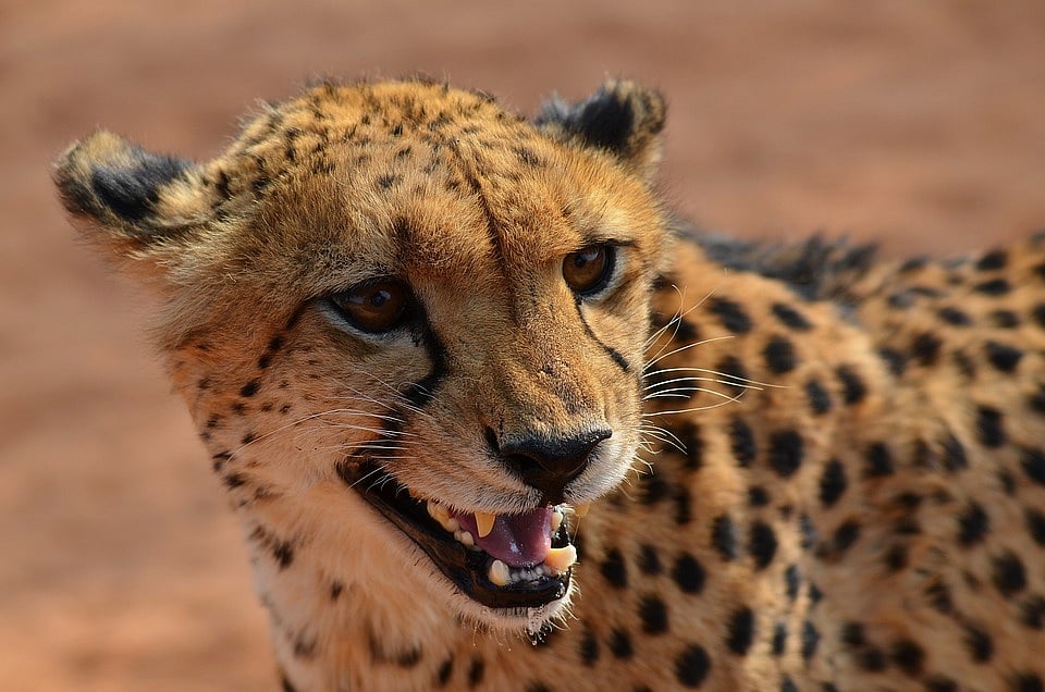 Madhya Pradesh: Eight Namibian Cheetahs would be released in wild one by one - Vimarsana News