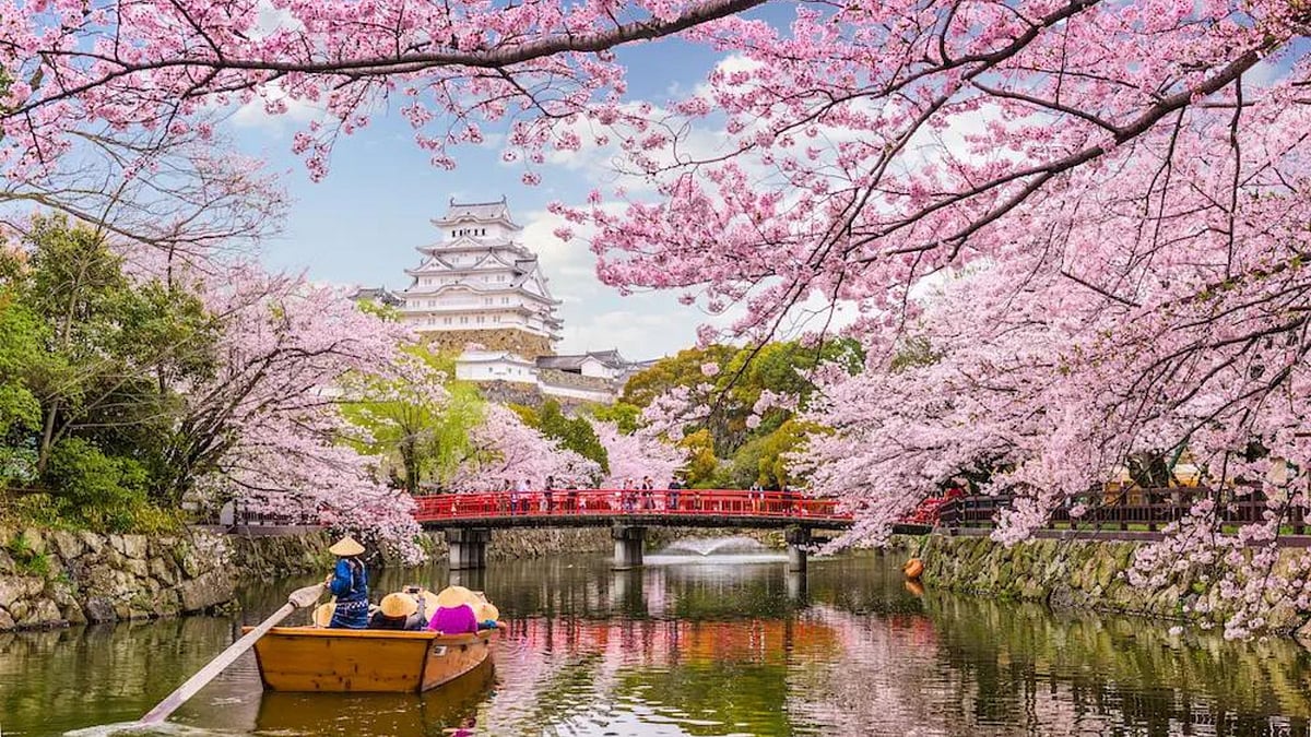 Visiting Japan? Your complete guide to see STUNNING Cherry Blossom