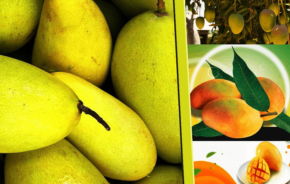 Indore: Efforts on to get GI tag for wild mango in state - Vimarsana News