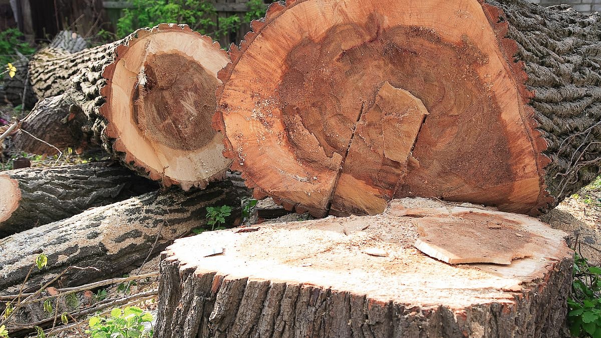 Navi Mumbai: Tree illegally cut for a cycle track at Palm Beach road; notice issued against deputy engineer - Vimarsana News