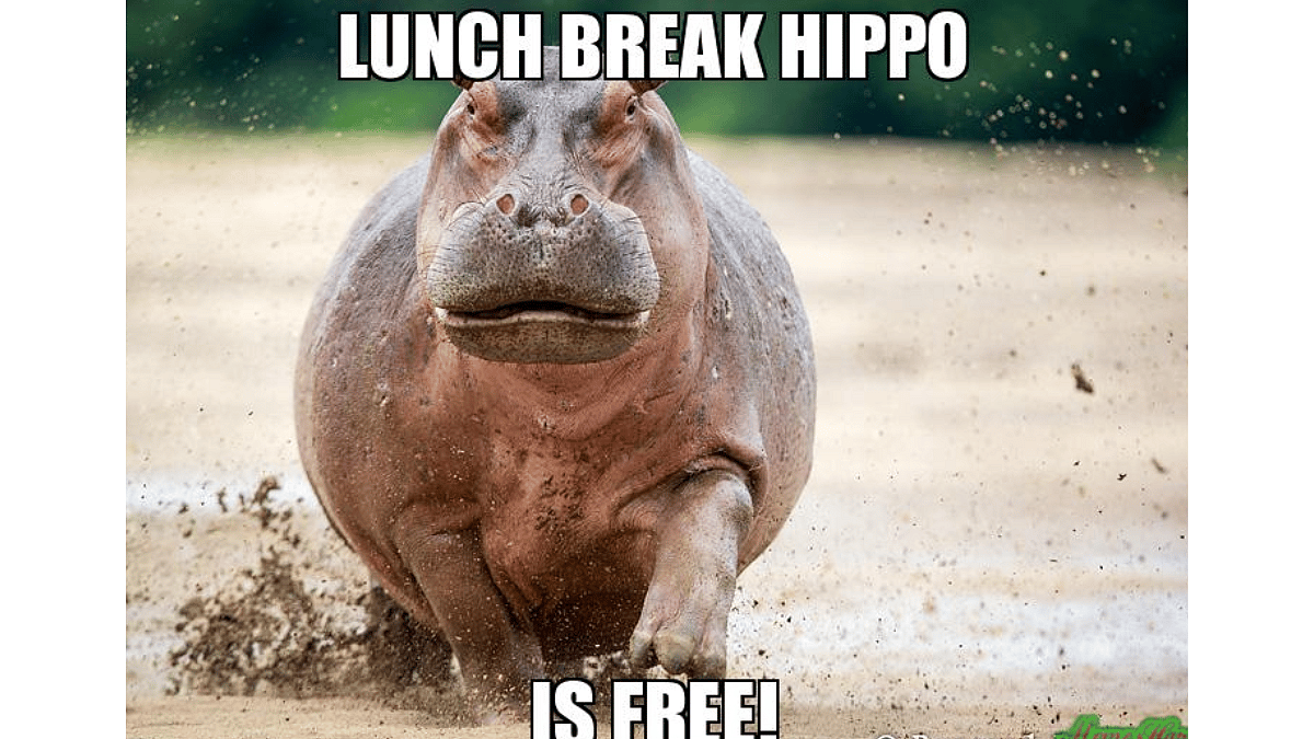 Hippo Day 2023 Not Body Shaming Check Out These Cute And Funny Memes