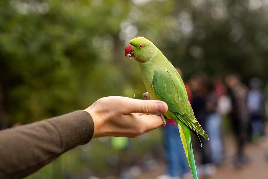 Taiwan: Parrort owner sentenced to a 2-month jail, fined nearly ₹ 74 lakh after pet bird attacks doctor - Vimarsana News