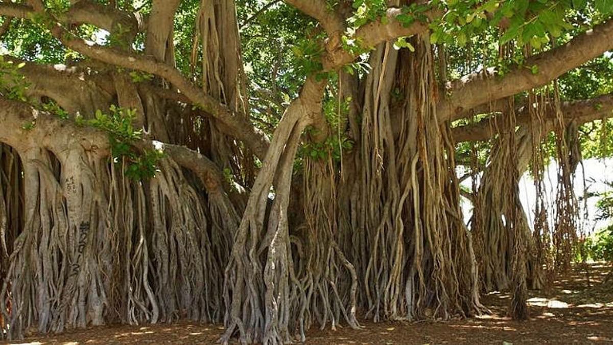 Navi Mumbai civic agency to spend ₹3.5 crores on fresh tree census, will be conducted after 6 years - Vimarsana News