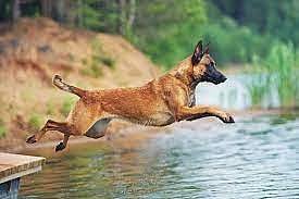 Bhopal: MP police strengthens its arsenal as 20 Belgian Malinois dogs set to join squad - Vimarsana News