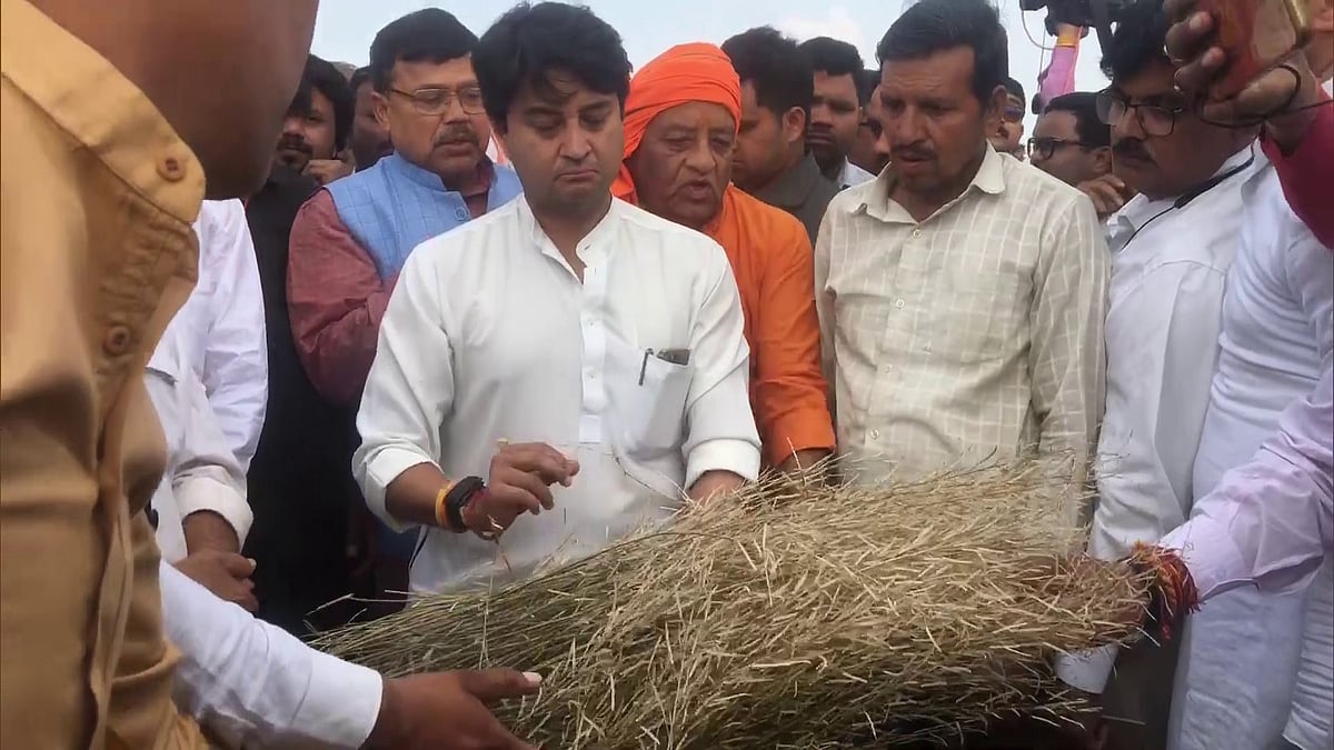 MP: Jyotiraditya Scindia takes stock of crops damaged due to hailstorm, assures farmers of compensation - Vimarsana News