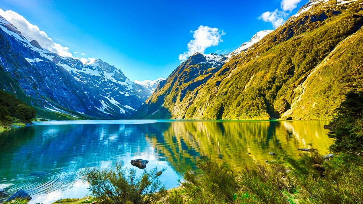 Wild Wonders: Top must-try 5 wildlife experiences in New Zealand that is sure to impress you - Vimarsana News
