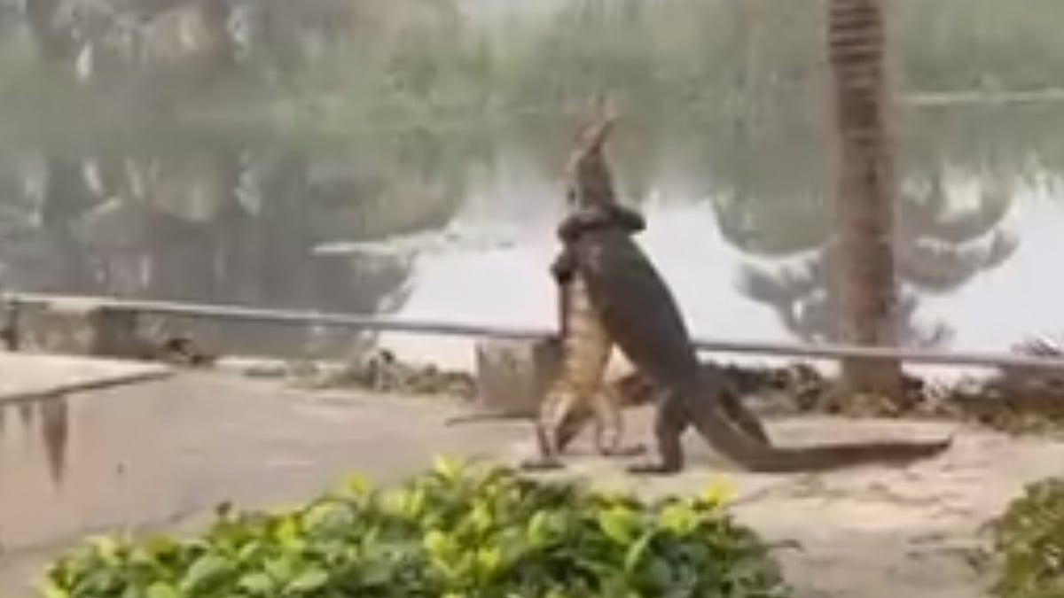 WATCH Fight or a hug? 2 Monitor lizards caught on camera doing THIS in