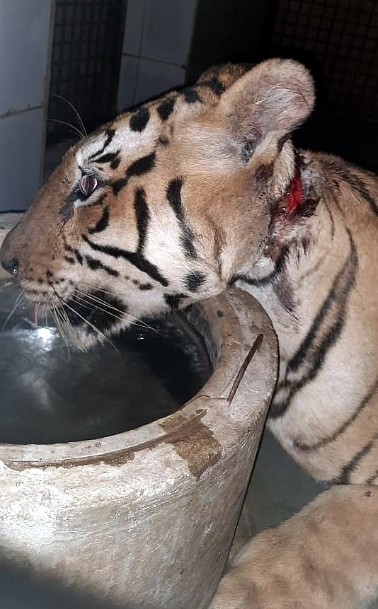 Bhopal: Tigress with deep wound on neck brought to Van Vihar - Vimarsana News