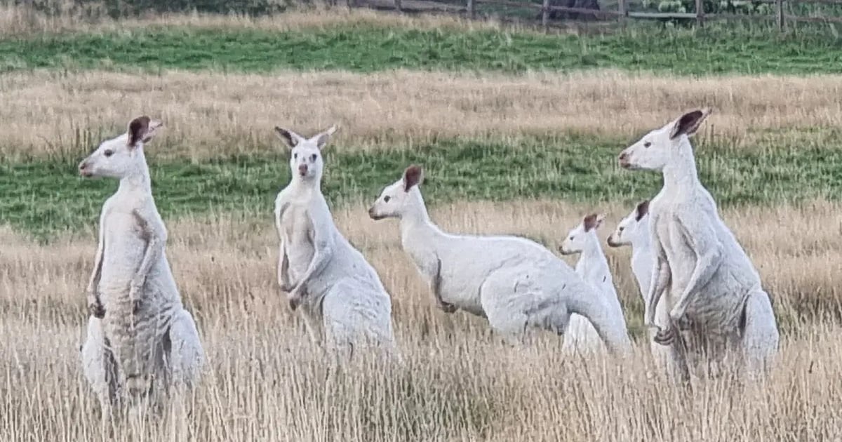 Kangaroo Spectrum Group of rare White Kangaroos spotted in Australia, pictures go viral