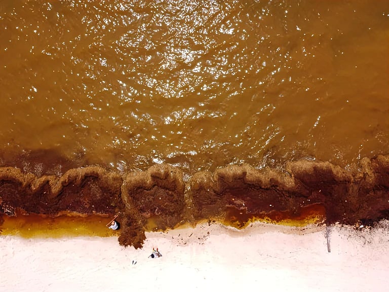 5,000 miles seaweed seen from space threatens the beaches of Florida