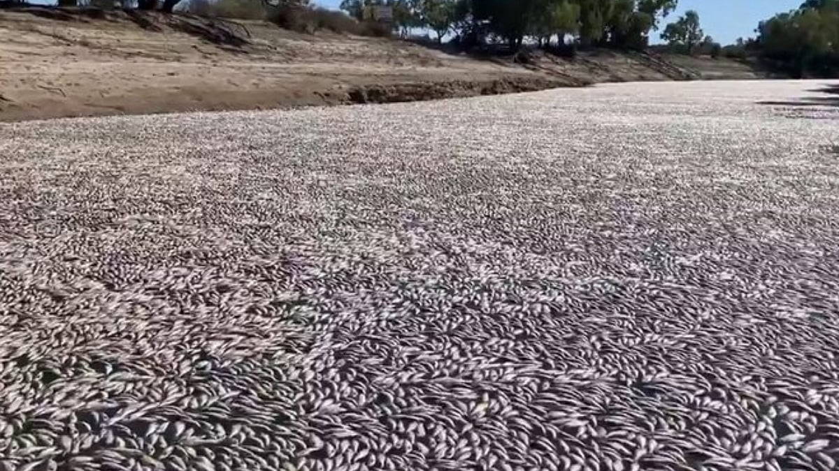 Heatwave leaves millions of fish dead in Australia