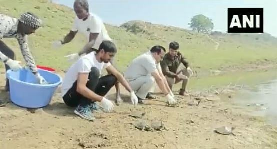 Watch: Turtles released in UP's Chambal river in joint project by govt and TSA - Vimarsana News