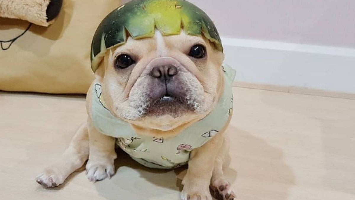 Viral Photo: Instagram users call THIS French Bulldog 'One in a melon' - Vimarsana News