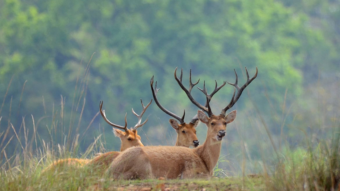 Bhopal:Fourteen proposed wildlife sanctuaries waiting to see light of the day - Vimarsana News