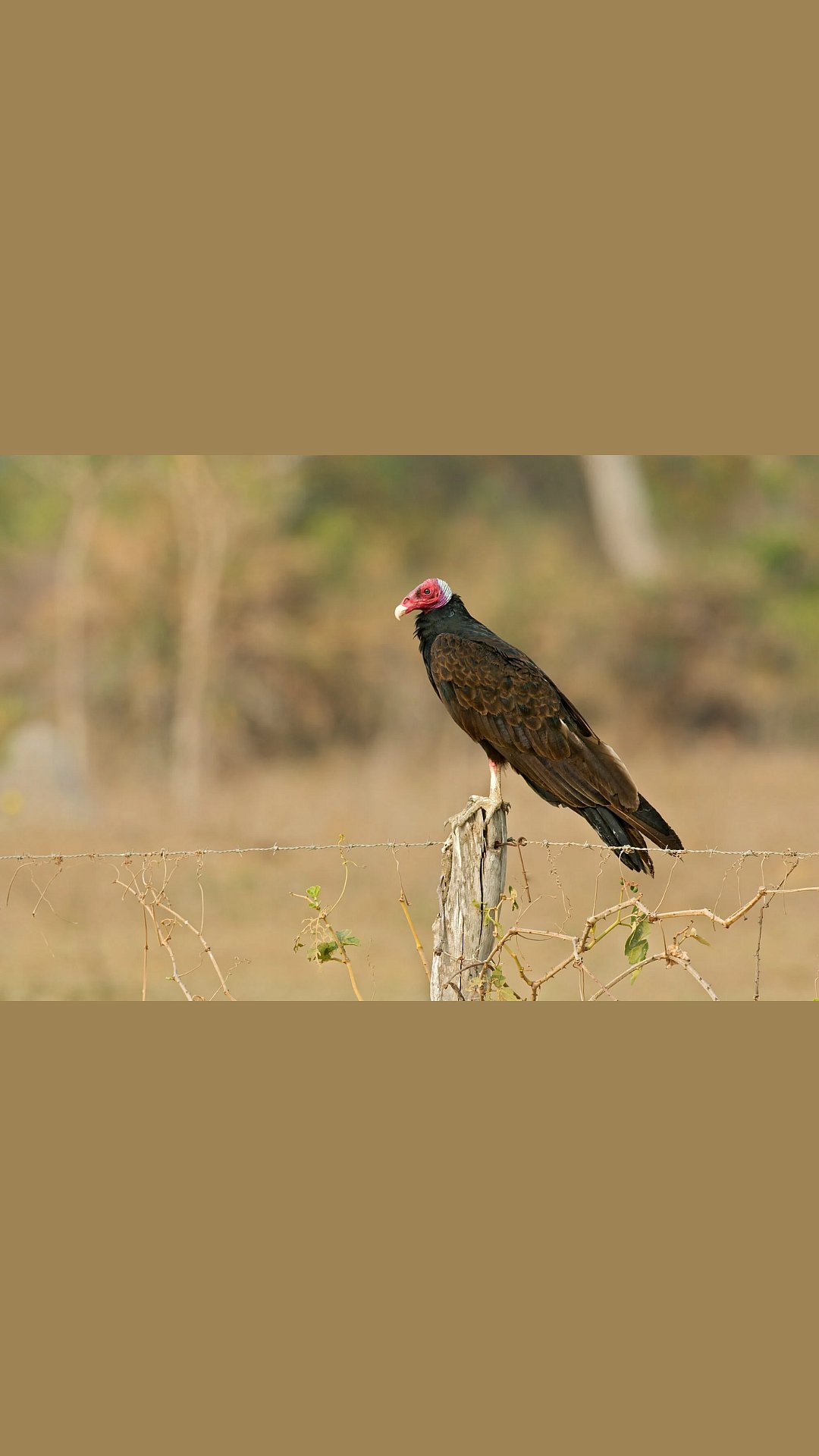In Pics Stunning clicks of the migratory bird on 'Buzzards' Day