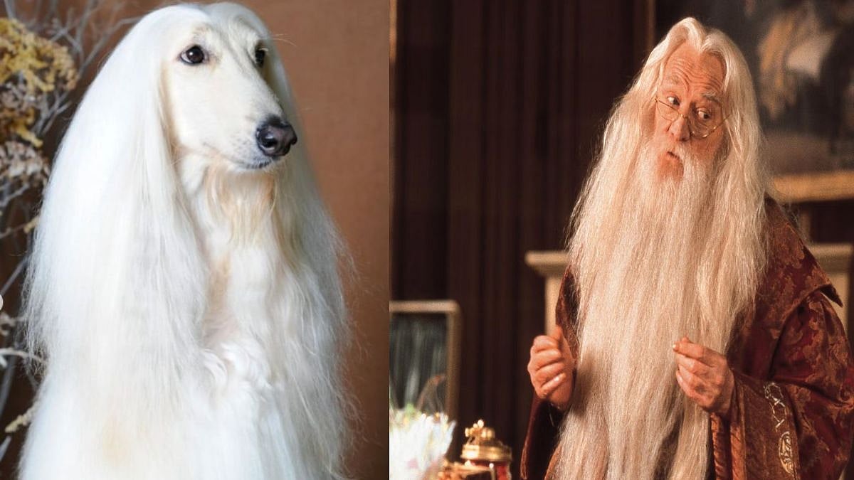 Close enough? THIS viral photo reminds people of Prof Dumbledore, but why? - Vimarsana News