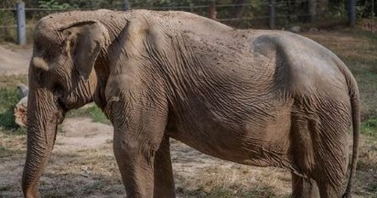 Thailand: Picture of elephant with deformed back due to work in tourism industry draws flak from netizens - Vimarsana News