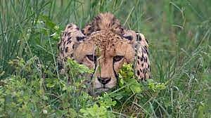 Bhopal: After Pavan, Cheetah Aasha moves out of Kuno - Vimarsana News