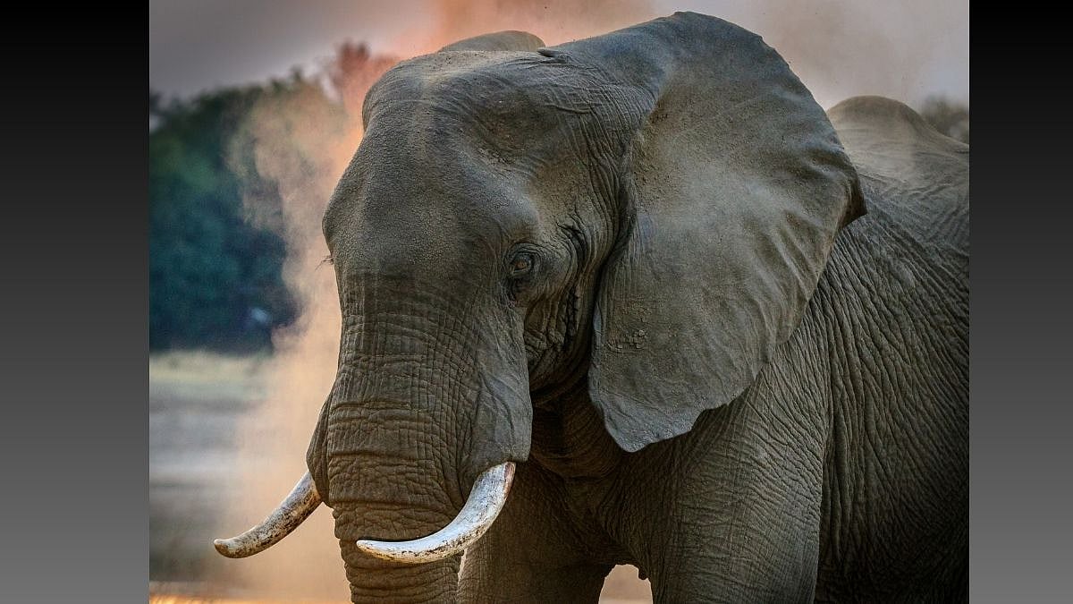 Save the Elephant Day Date, significance, and all you need to know