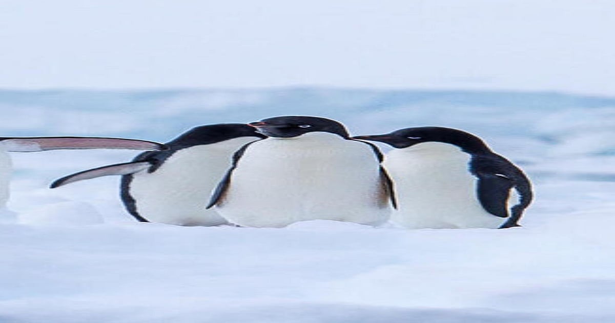 World Penguin Day 7 Interesting Facts About The Aquatic Bird World Penguin Day 7 Interesting Facts About The Aquatic Bird
