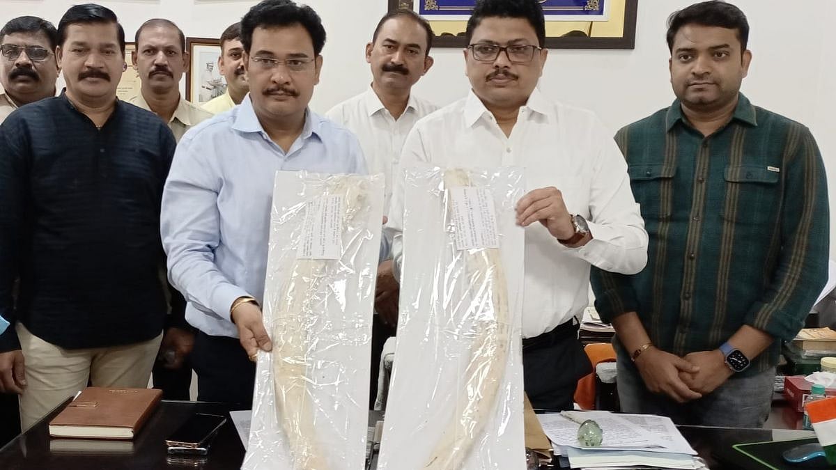 Thane: Two arrested for smuggling elephant tusks worth ₹1.50 crore - Vimarsana News