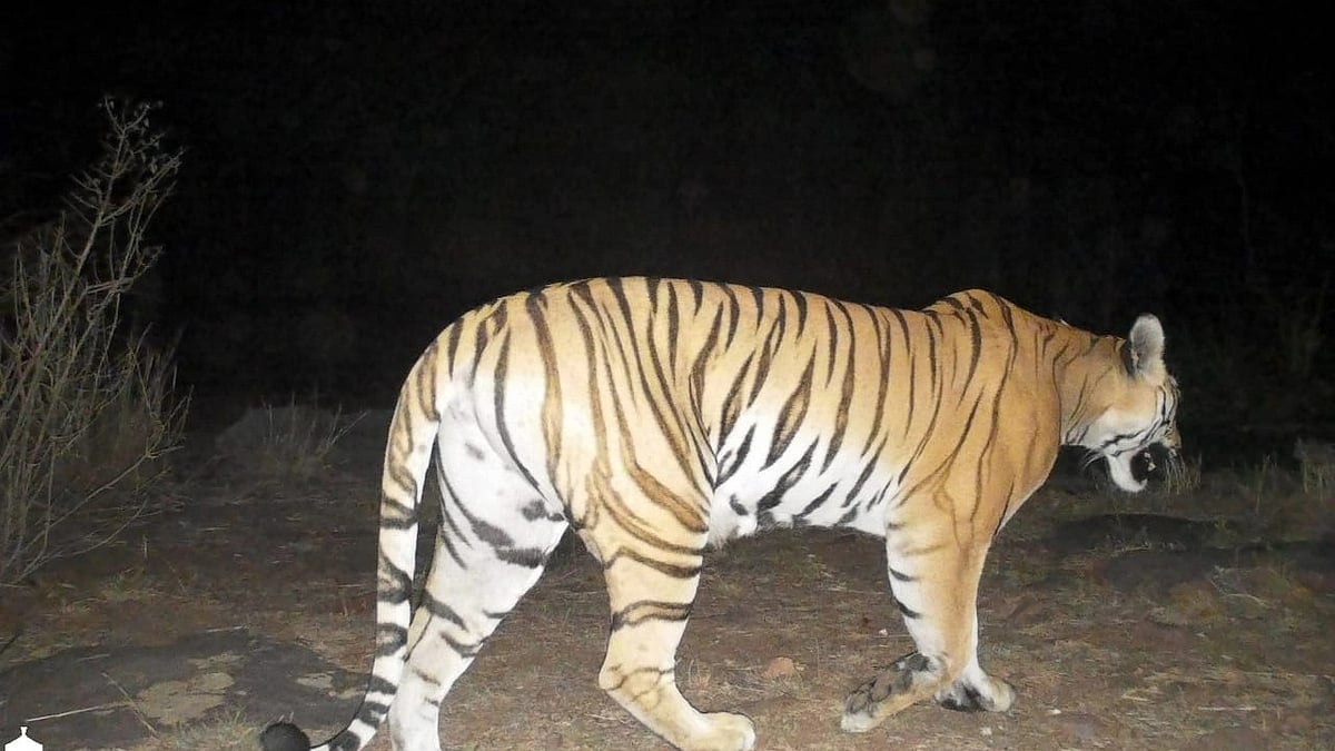 Bhopal: Four days on, Kaliasot tiger keeps foresters on toes - Vimarsana News