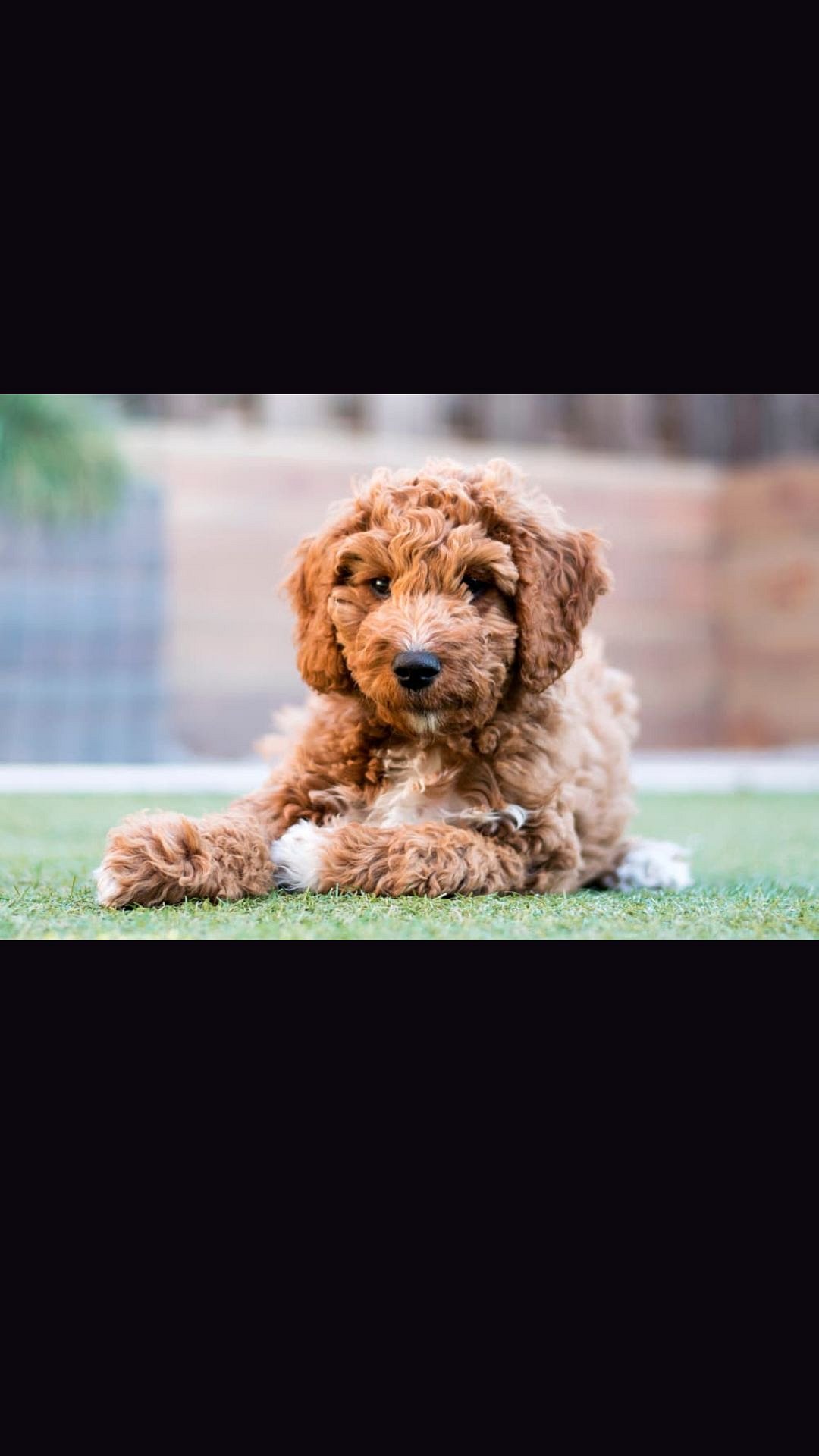 'Doodle dog' day Everything about the pawsome occasion to love your