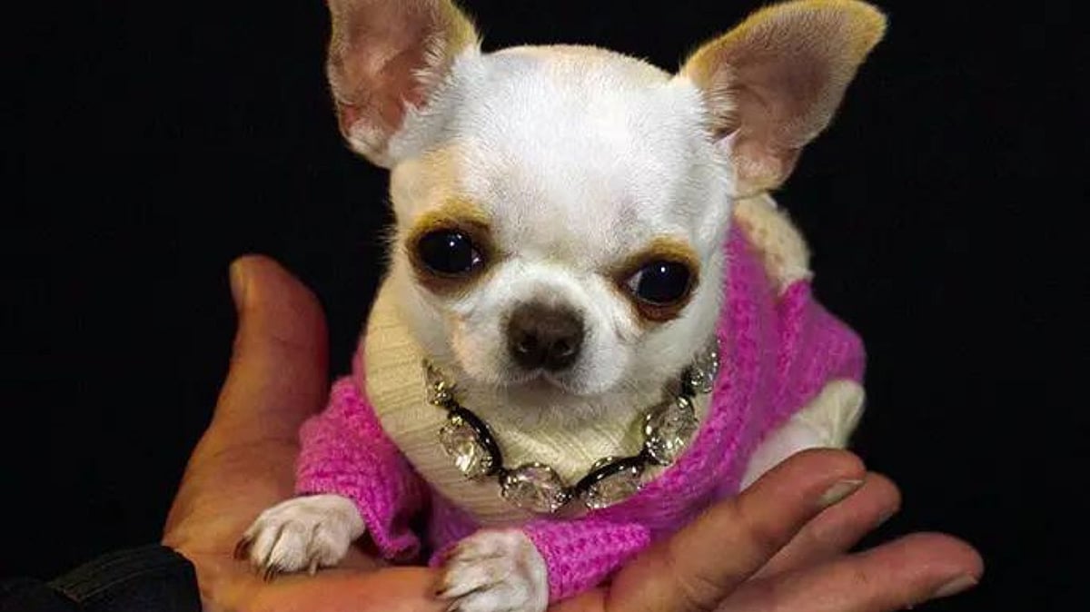National Pet Day 2023: Meet world's shortest dog who is tinier than a TV remote, sets Guinness World Record - Vimarsana News