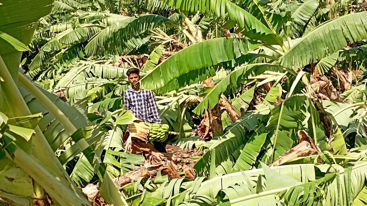 Madhya Pradesh: Untimely rain, windstorm damage banana plantations in Burhanpur - Vimarsana News